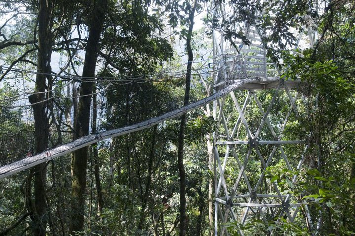 A treetop walk in Rwanda.