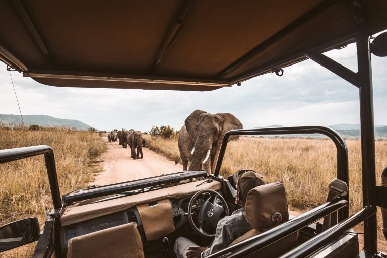 6 Thrilling Cape Town Safari Tours for Families (And Why You’ll Love Them)