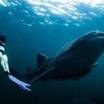 Woman Swimming Next to Whale Shark Underwater 