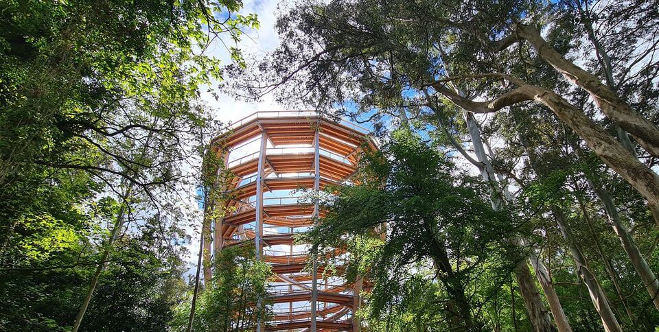 view of the towering circular treetop walk in Ireland.
