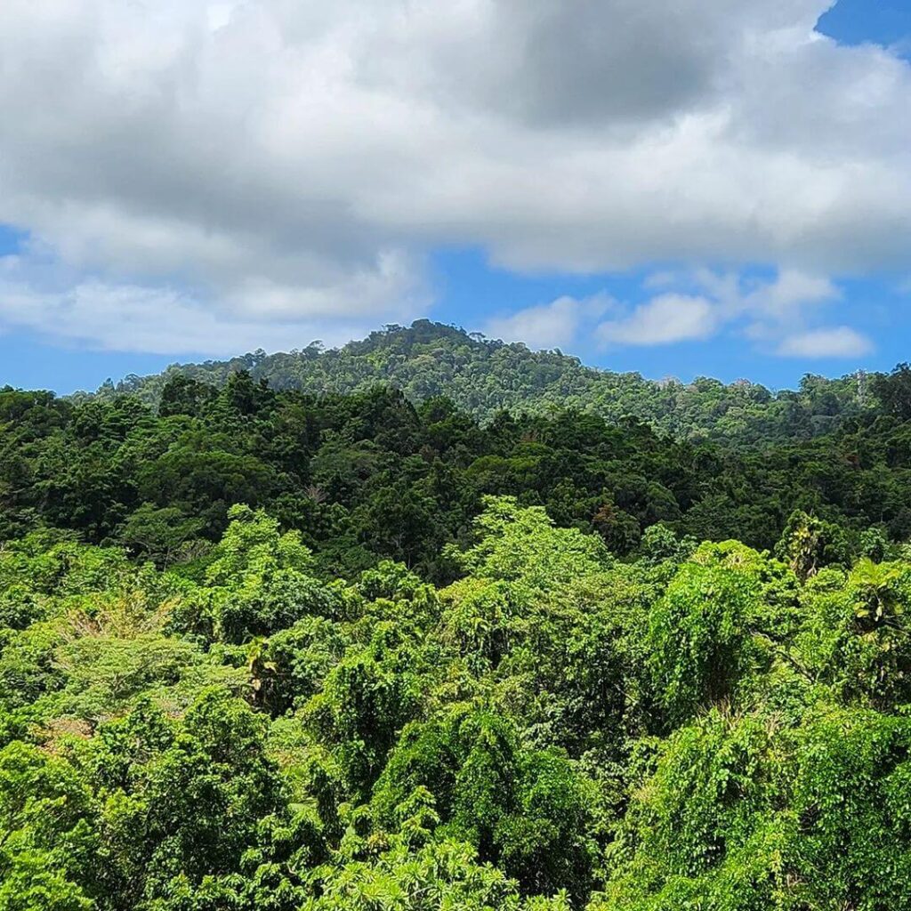 View from the aerial walkway in Daintree Discover centre.