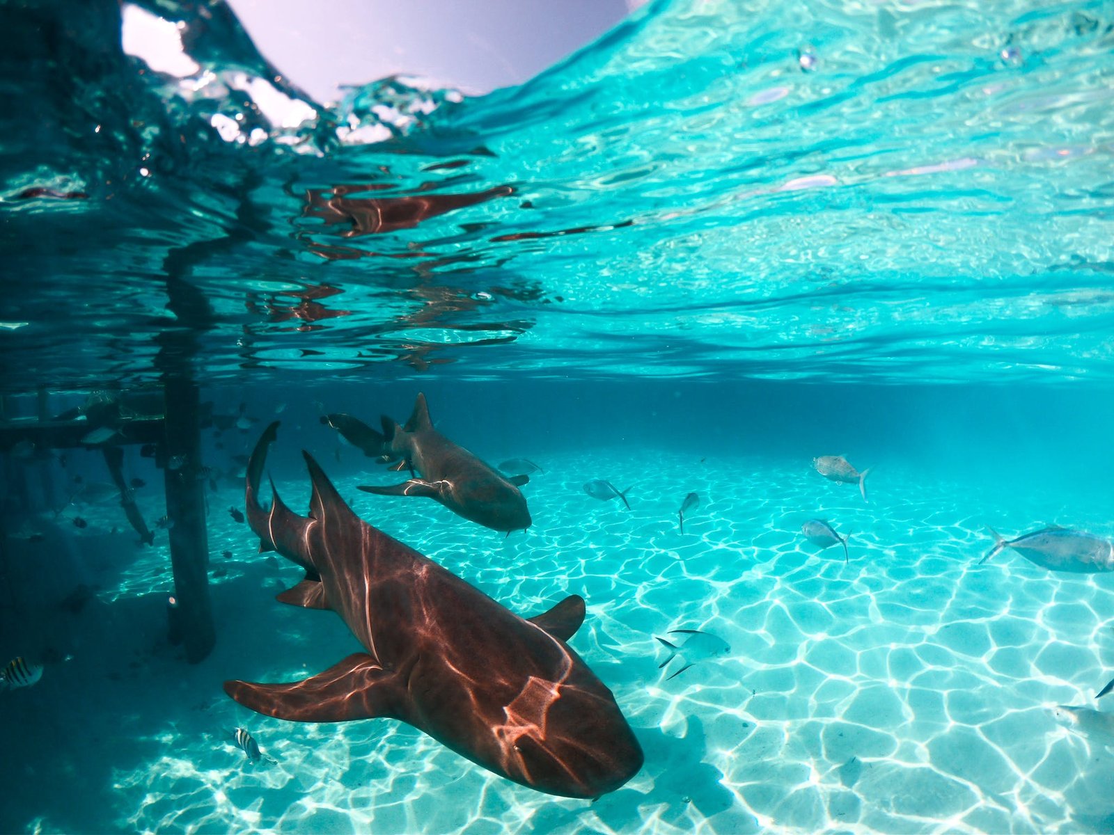 Sharks in Zanzibar waters