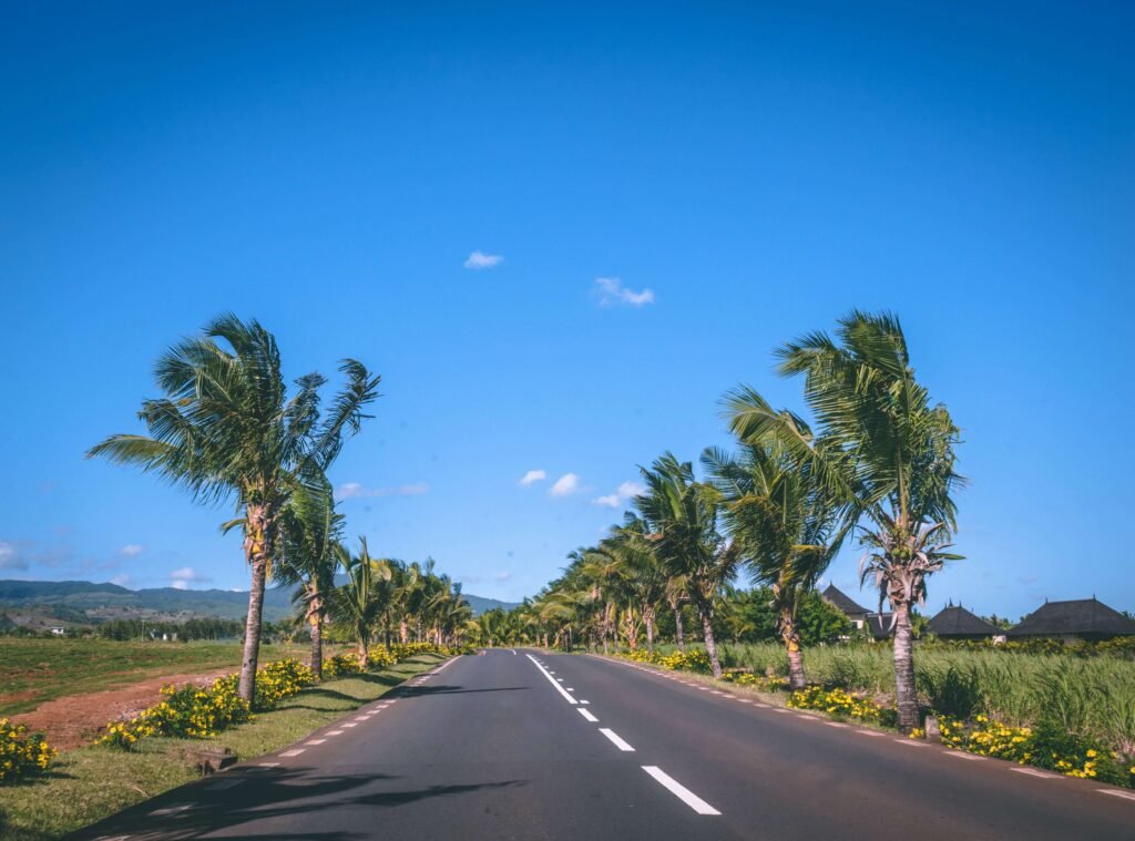 Palm tree lined roads are everywhere when driving in Mauritius.