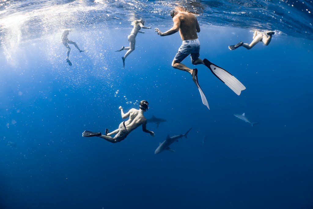 People Underwater with Sharks in Portugal
