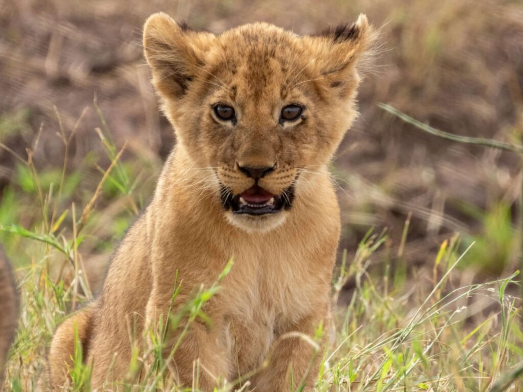 A cute lion cub.