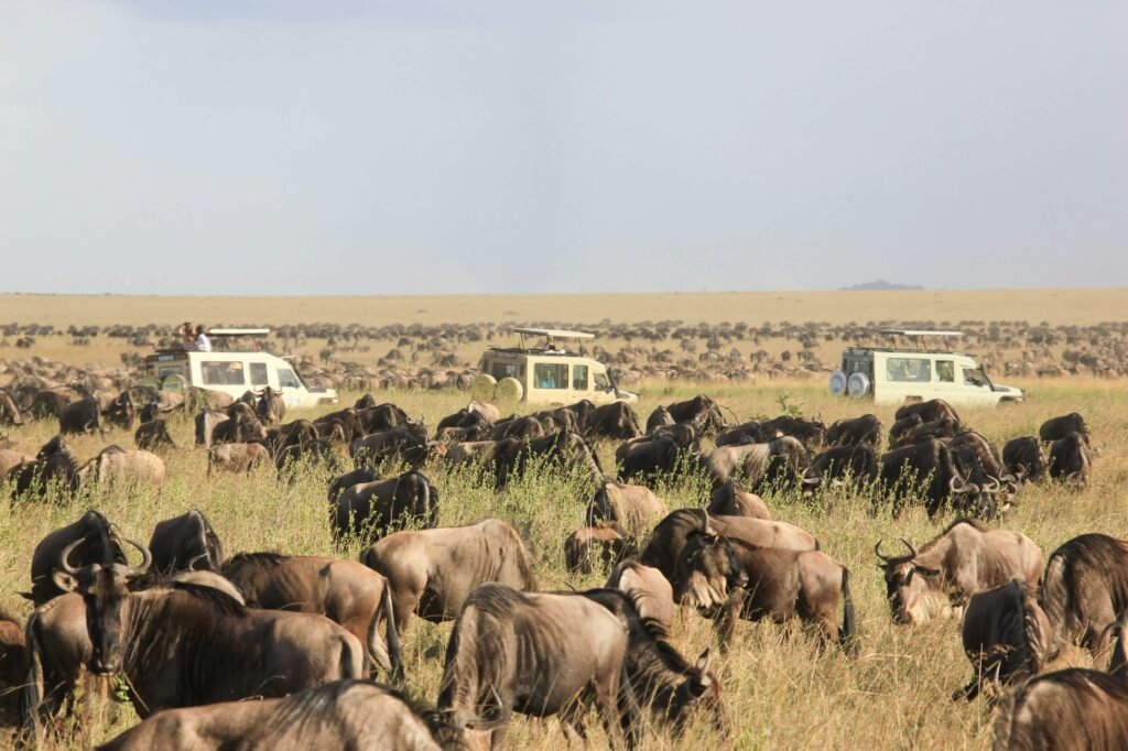 3 safari vehicles within a vast field full of wildebeest.