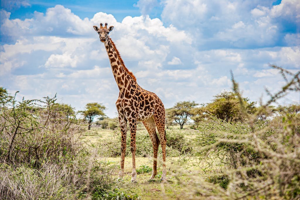 Giraffe Standing on Green Grass Field Under Blue Sky on a safari from Zanzibar to Tanzania.
