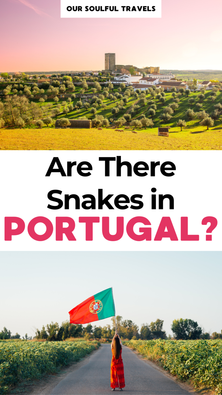 Are There Snakes In Portugal? (What Travelers Should Know)