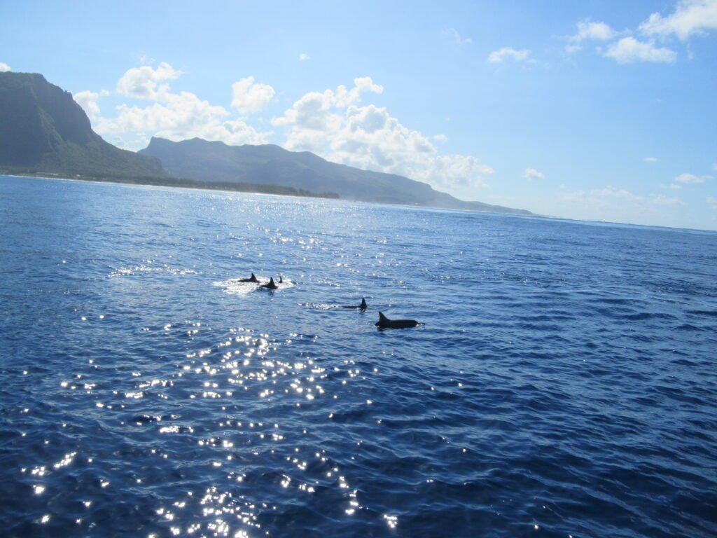 Swimming with dolphins in Mauritius
