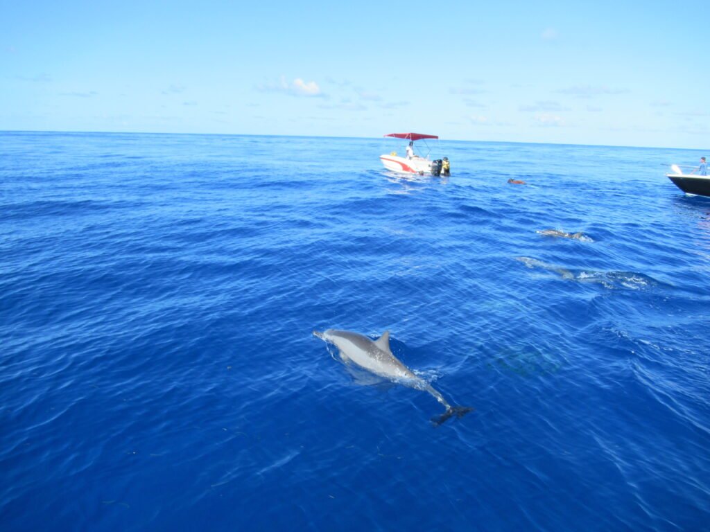 Swimming with dolphins in Mauritius