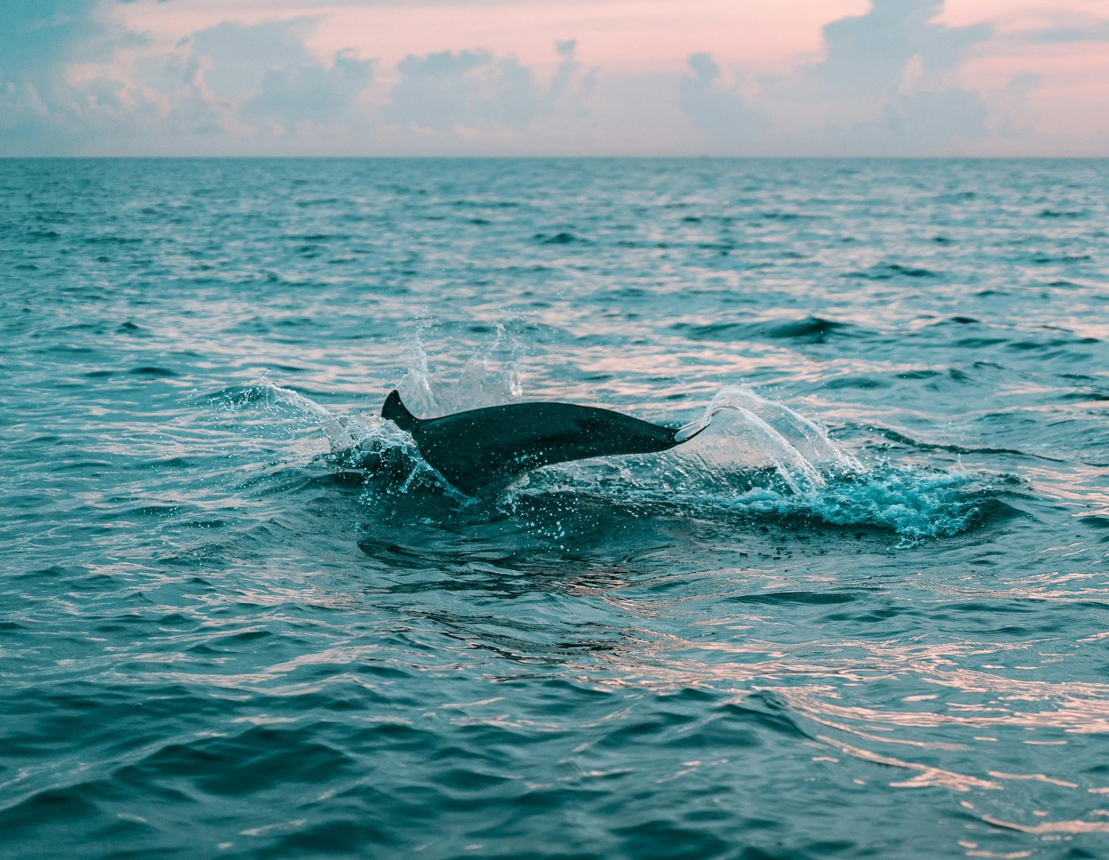 A dolphin breaks the ocean surface at sunset in Zanzibar, showcasing marine life beauty.