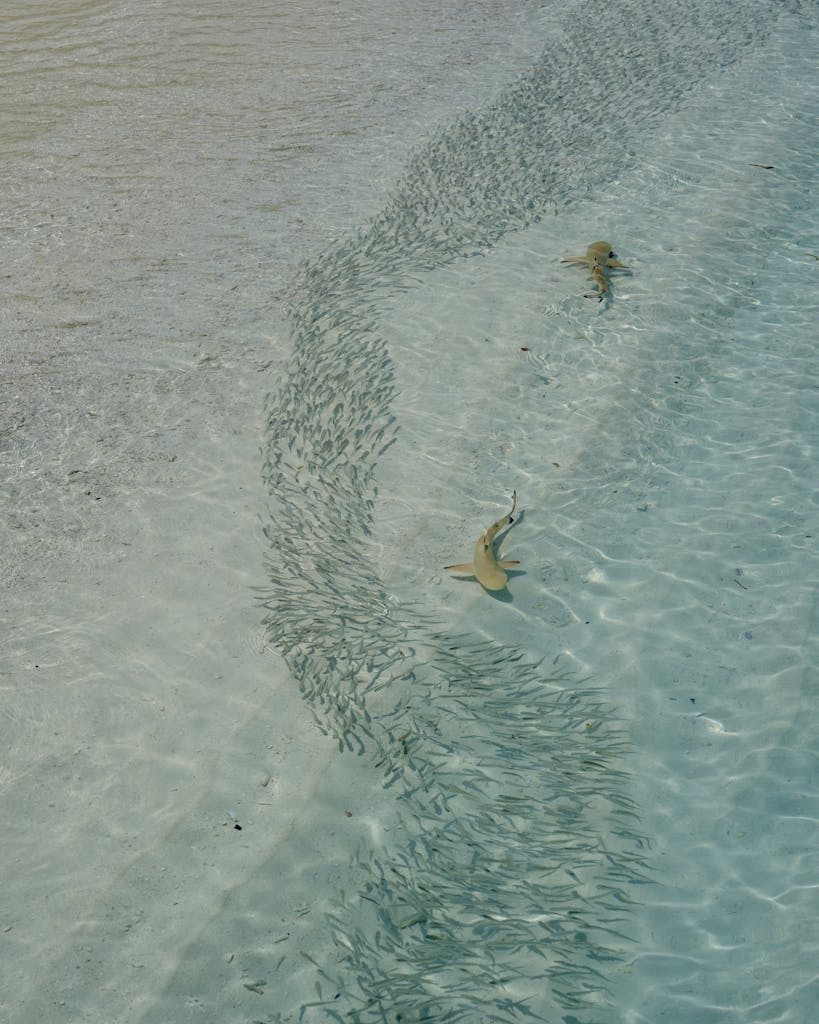 A breathtaking view of sharks swimming among fish in shallow turquoise waters near the shore.